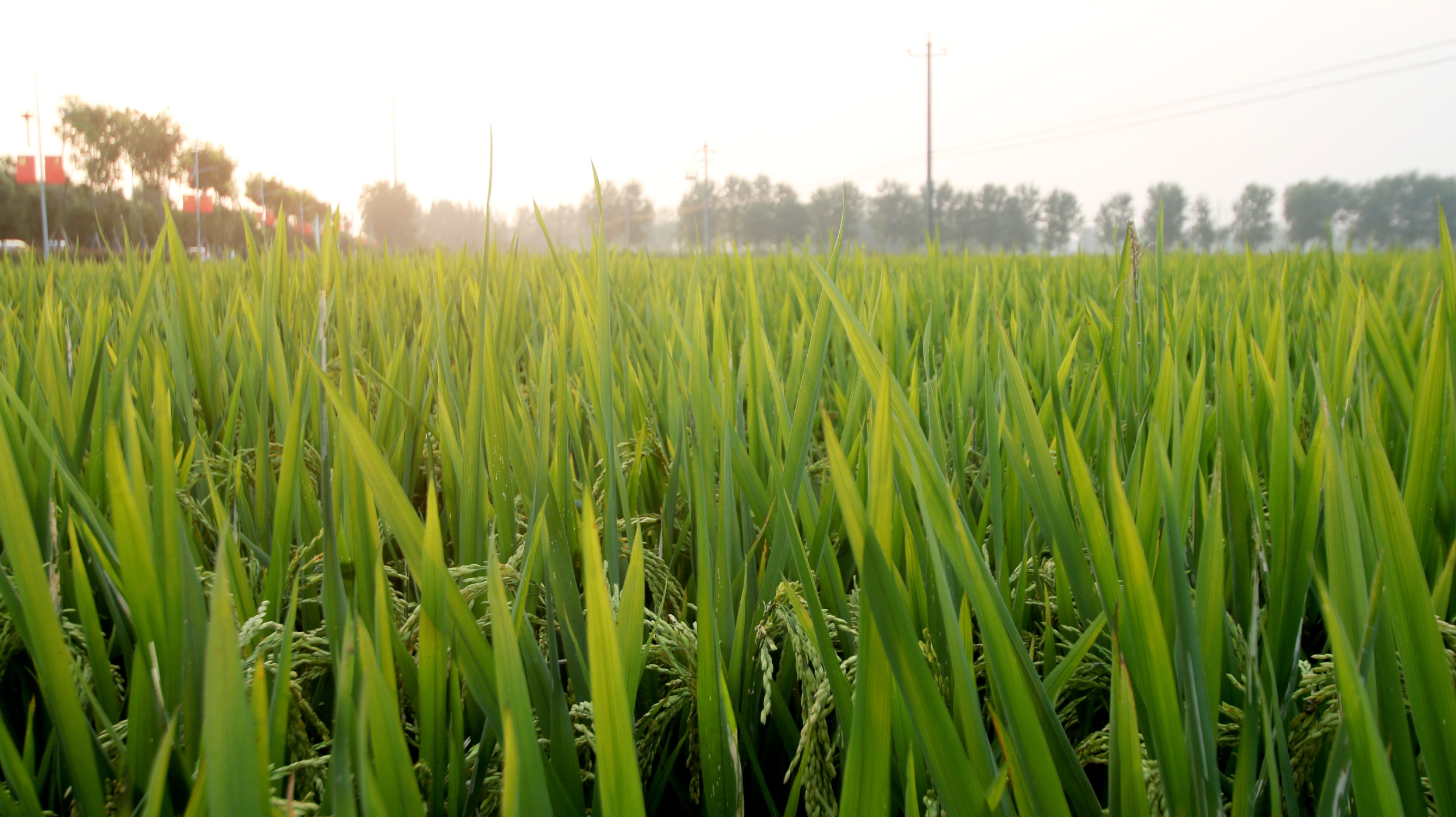中共中央办公厅国务院办公厅印发粮食节约行动方案