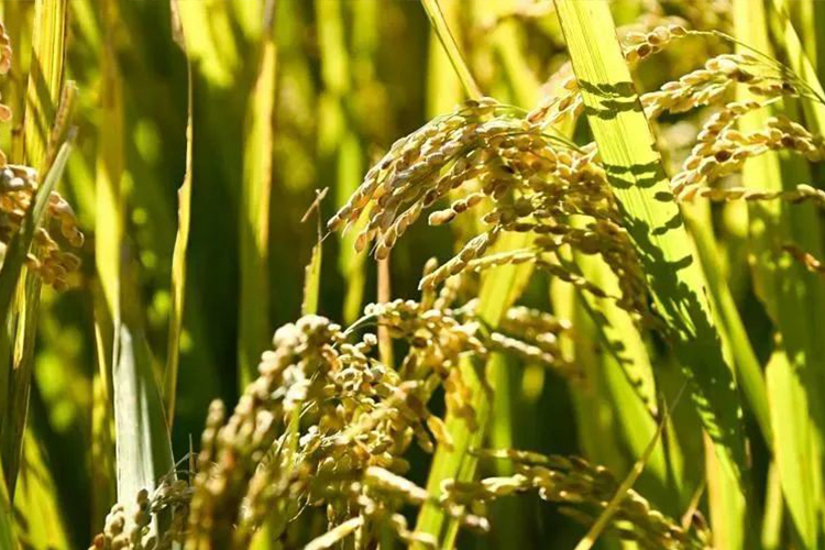 把粮食安全的基础夯得更实（人民时评）